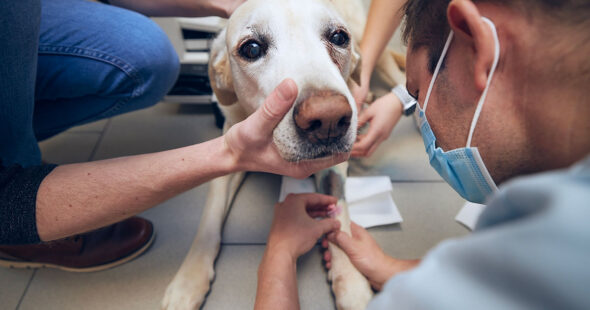 Benefits Of Adopting A Rescue Pet