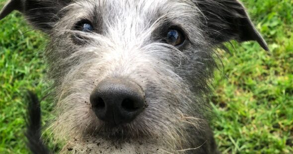 Why Regular Vet Check-Ups Matter