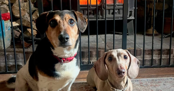 Keeping Your Pet Happy at Home