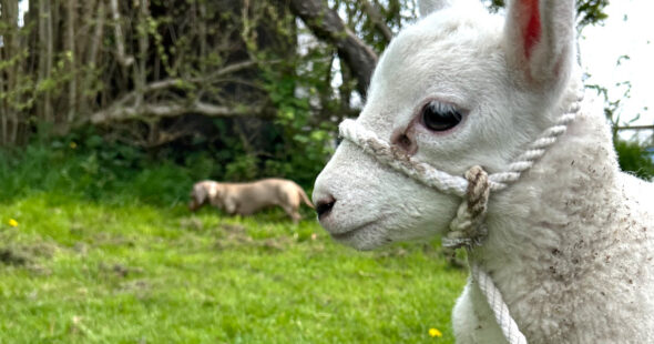 Bluetongue: What Do You Need to Know