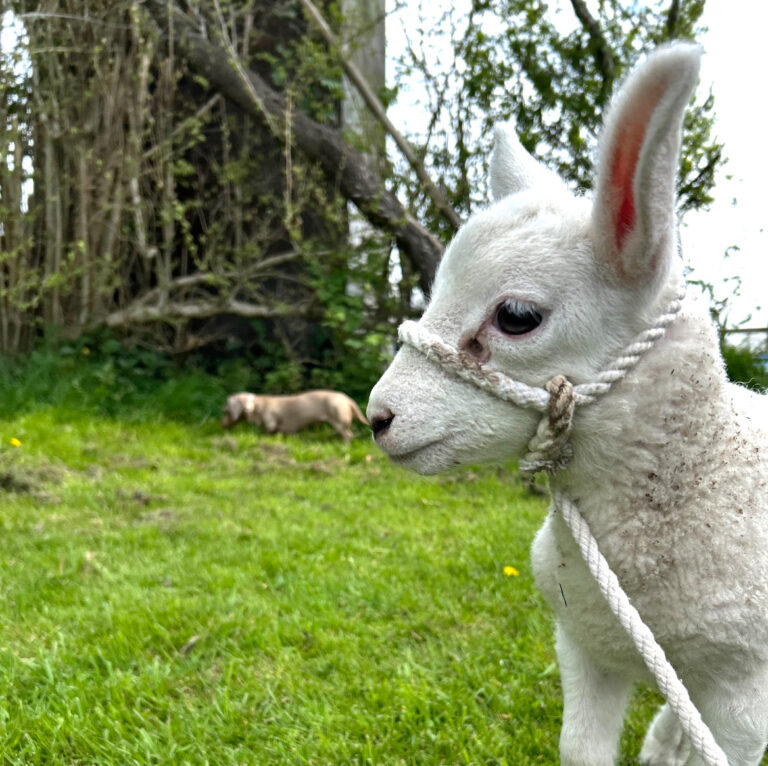 Bluetongue: What Do You Need to Know
