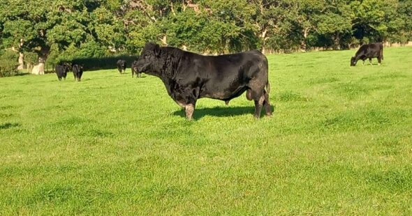 BVD Legislation as of July