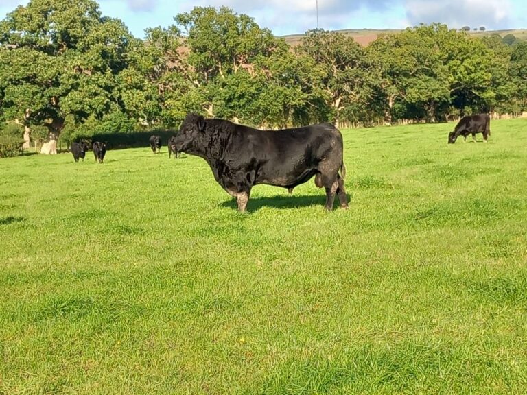BVD Legislation as of July
