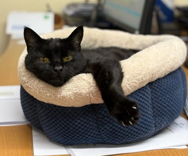 Louie The Cat