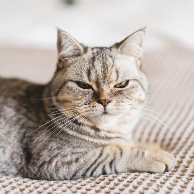 Moody Cat